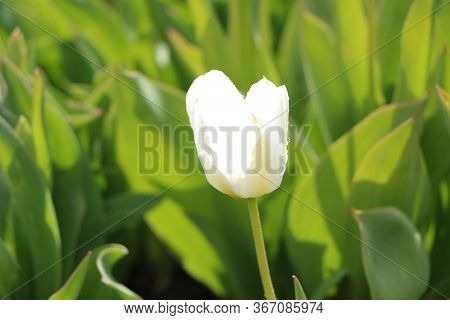 Closeup Of Pink Tulips With Green Leaves In The Garden. Beautiful Blossom In Spring Under The Sunlig