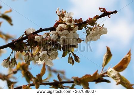 Close-up - Beautiful Sakura Flower In Bloom After Rain, With A Branch On A Blue Background For The S