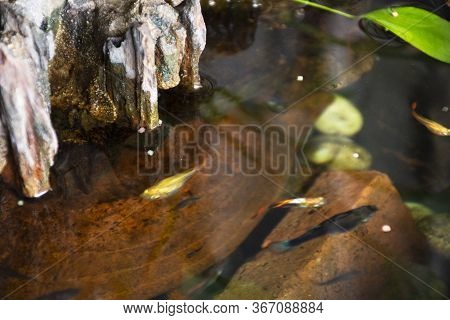 Guppy Fishes Or Millionfish And Rainbow Fish Swimming In Water And Eating Food And Lotus Plant In Fi