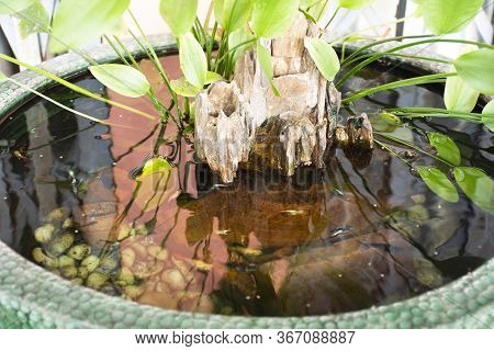 Guppy Fishes Or Millionfish And Rainbow Fish Swimming In Water And Eating Food And Lotus Plant In Fi