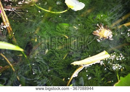 Guppy Fishes Or Millionfish And Rainbow Fish Swimming In Water And Eating Food And Lotus Plant In Fi