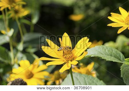 Bee on a yellow flower 3