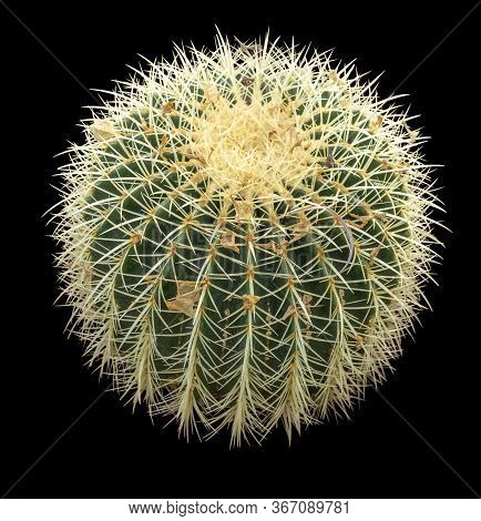 High Angle Closeup Shot Showing A Cactus In Black Back
