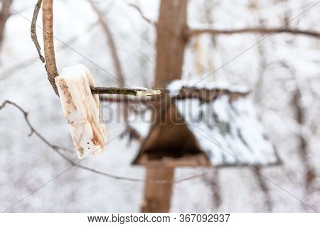 Lard Piece For Tits Near Wooden Bird Feeder In Snowy Forest In Timiryazevsky Park In Moscow City On 