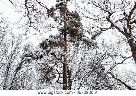 Snow-covered Pine Tree In Forest Of Timiryazevsky Park In Moscow City On Winter Day
