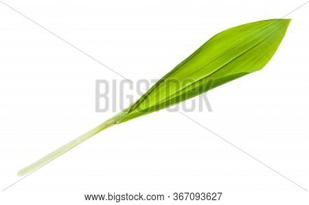 Shoot Of Fresh Wild Garlic (ramson) Isolated On White Background