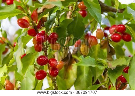 Coffea Plant Closeup Including Some Red Coffee Beans