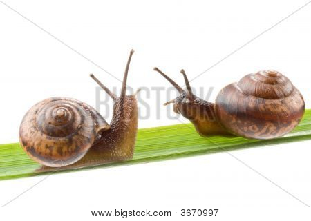 Jardin escargot