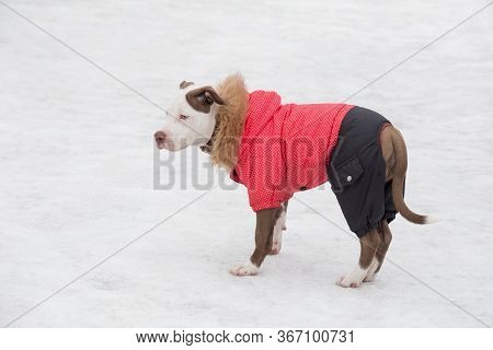 Cute American Pit Bull Terrier Puppy In Beautiful Pet Clothing Is Standing In The Winter Park. Pet A