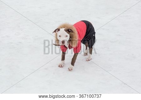 Cute American Pit Bull Terrier Puppy In Beautiful Pet Clothing Is Looking At The Camera. Pet Animals