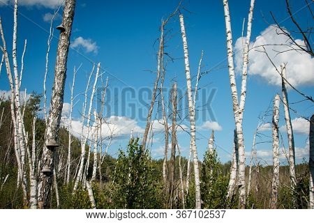 Mystical Dead Forest