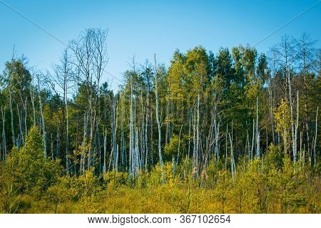 Mystical Dead Forest