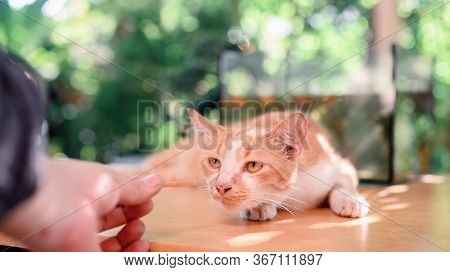 Lock Down And Self-quarantine At Home With Cat. Social Disconnect And Stay Home Stay Safe. Mental He