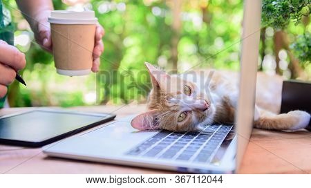 Lock Down And Self-quarantine At Home With Cat. Social Disconnect And Stay Home Stay Safe. Mental He