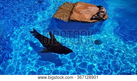 Fur Seal Takes Sunbaths On The Stone