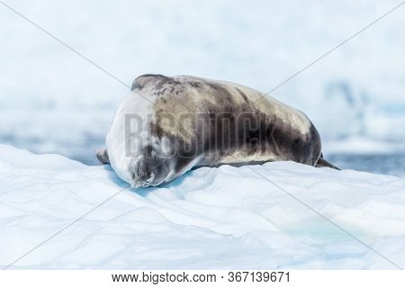 Crabeater Seal Lying Asleep On Ice Floe
