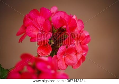 Luxurious Pelargonium Flowers Decorate The Garden Gazebo And Window Sills For A Beautiful View In Su