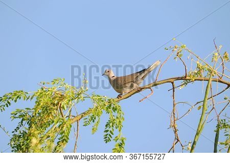 Dove Walking On Tree Branch Of Moringa Oleifera And Sky Background , Closeup Of Pigeon Sitting On Br