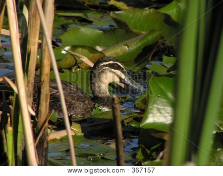 เป็ดนอนต่ำ