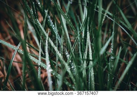 Rain Drops On Green Grass Nature Background. Nature Background Of Green Grass. Grass Leaves Nature B