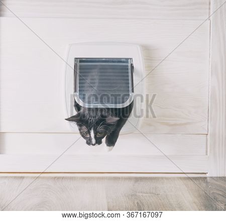 Cat passing through the cat door at home