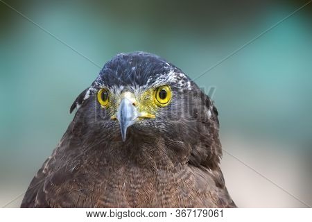 Hawk Portrait, Hawk Eyes View.