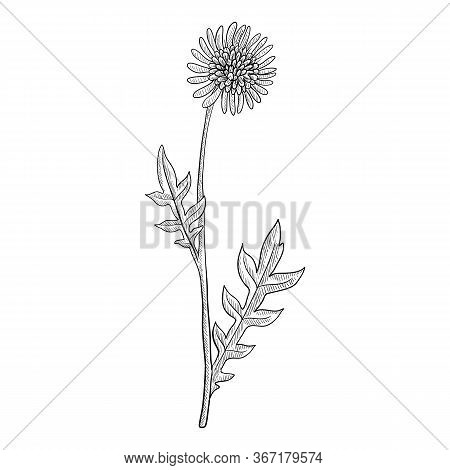 Vector Drawing Field Scabious , Knautia Arvensis , Hand Drawn Illustration