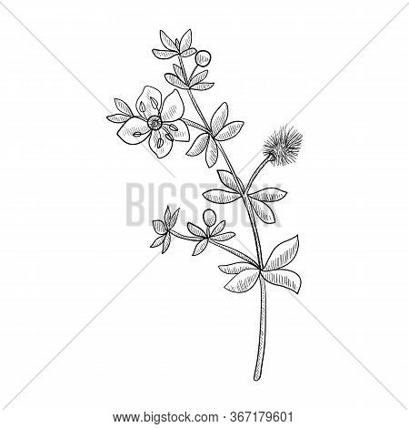 Vector Drawing Chaparral, Larrea Tridentata , Hand Drawn Illustration