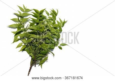 Neem Flowers And Leaves Isolated On White Background With Copy Space