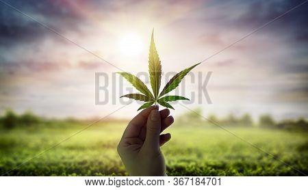 Hand Showing Cannabis Leaf Against Sky With Sunlight