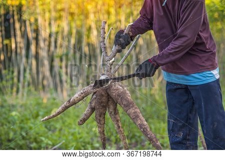 Agriculture Is Harvesting Tapioca From Cassava Farms.