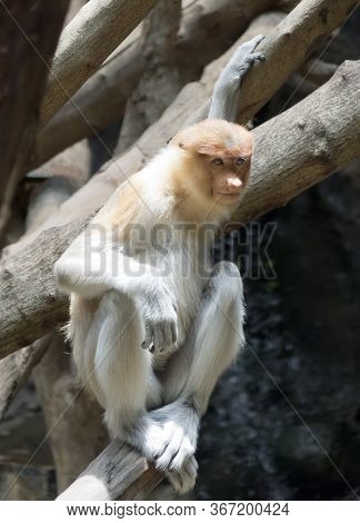 The Proboscis Monkey (nasalis Larvatus) Or Long-nosed Monkey