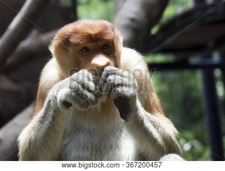The Proboscis Monkey (nasalis Larvatus) Or Long-nosed Monkey