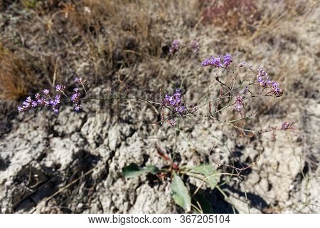 Limonium Asterotrichum, Gmelinii Or Siberian Statice. Wild Plant In The Steppe. The Nature Of Crimea