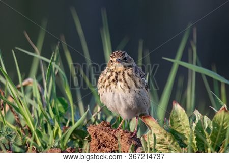 Tree Pipit Anthus Trivialis Sitting On Ground In Grass Portrait. Cute Little Meadow Songbird In Wild