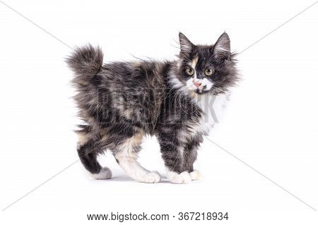 Kuril Bobtail Kitty On A White Background Isolated. Multi-colored Little Kitten Of Breed Bobtel Isol