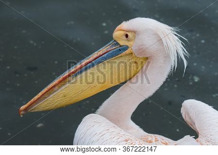 Portrait Of Beautiful Water Bird Pink-backed Pelican With Yellow Beak And Gentle Pink Feathers And F