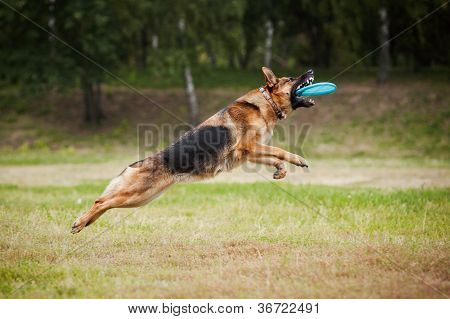 Frisbee Sheepdog Fang Scheibe
