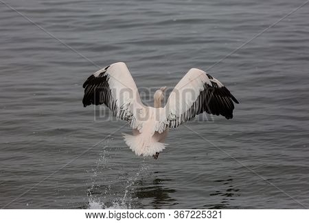 Beautiful Water Bird Pink-backed Pelican With Yellow Beak And Gentle Pink Feathers And Funny Topknot