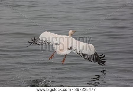 Beautiful Water Bird Pink-backed Pelican With Yellow Beak And Gentle Pink Feathers And Funny Topknot