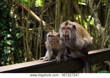 Portrait Of Family Monkey. Detail Of Teeth, Fangs And Tongue Inside The Opened Mouth Of An Angry Pro