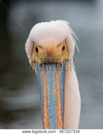 Portrait Of Beautiful Water Bird Pink-backed Pelican With Yellow Beak And Gentle Pink Feathers And F