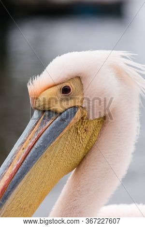 Portrait Of Beautiful Water Bird Pink-backed Pelican With Yellow Beak And Gentle Pink Feathers And F