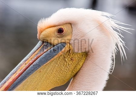 Portrait Of Beautiful Water Bird Pink-backed Pelican With Yellow Beak And Gentle Pink Feathers And F
