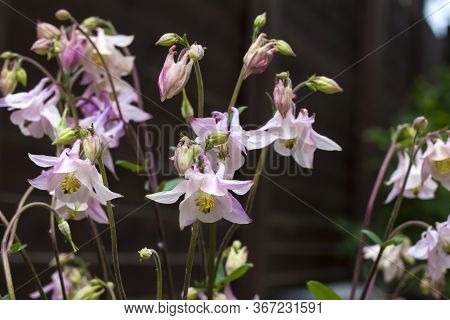 Plae Pink Aquilegia Flowers Closeup In Spring Garden.