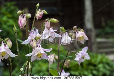 Plae Pink Aquilegia Flowers Closeup In Spring Garden.
