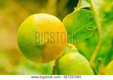 Two-tone Bicolor Lemon Hanging On The Lemon Tree Branch And Green Leaves In A Botanical Garden On Th