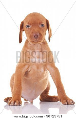 สุนัขลูกสุนัข viszla ฮังการีน่ารักนั่งบนพื้นหลังสีขาว