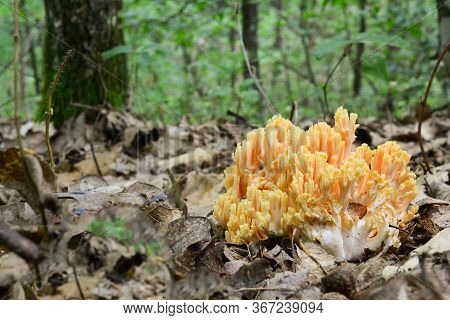 Ramaria Flava Or Golden Coral Fungus In Natural Habitat, Oak Forest, Close Up View, Horizontal Orien