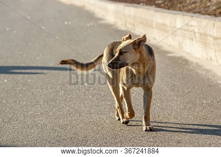A Red-headed Outbred Dog Walks Down The Street Towards The Viewer And Looks Sideways In The Lateral 